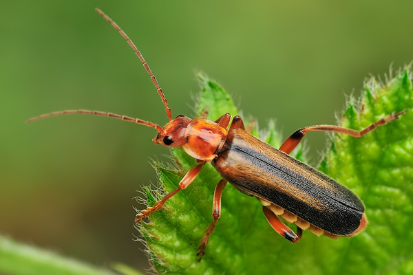 EU Insekten Metacantharis discoidea