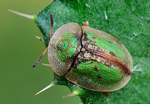 EUInsekten Cassida vibex Rostiger Schildkäfer Schildkäfer Käfer