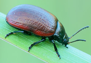 Chrysolina marginata - Rotrandiger Schafgarben-Blattkfer - Blattkfer