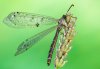 Distoleon tetragrammicus