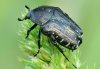 Oxythyrea funesta