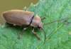 Dascillus cervinus