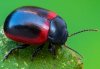 Chrysolina limbata