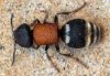 Tropidotilla litoralis