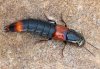 Astrapaeus ulmi