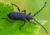 Ropalopus clavipes