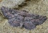 Nychiodes dalmatina