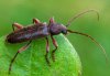 Trichoferus campestris