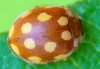Vibidia duodecimguttata