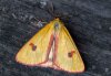 Diacrisia sannio