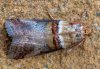 Acrobasis tumidana