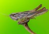 Euchorthippus declivus