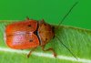 Cryptocephalus octomaculatus