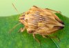 Odontotarsus robustus