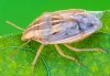 Aelia rostrata