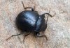 Accanthopus velikensis