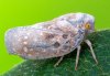Metcalfa pruinosa