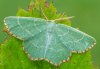 Thalera fimbrialis