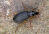 Dolichus halensis