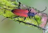 Anastrangalia sanguinolenta