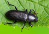 Menephilus cylindricus