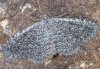 Cataclysme riguata