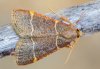 Hypsopygia glaucinalis