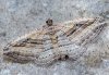 Costaconvexa polygrammata