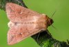 Mythimna ferrago