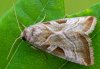 Eucarta virgo