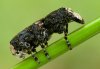 Gro�er Breitr�ssler