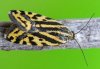 Acontia trabealis