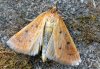 Achyra nudalis
