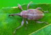 Curculio propinquus