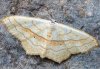Scopula imitaria