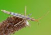 Chorosoma schillingii