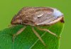 Neottiglossa bifida