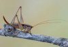 Yersinella raymondii