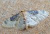 Idaea filicata