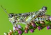Myrmeleotettix maculatus