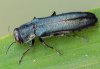 Agrilus sulcicollis