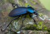 Carabus purpurascens