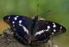 Gro�er Schillerfalter