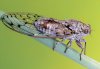 Cicada orni