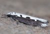 Ethmia bipunctella