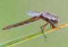 Orthetrum coerulescens