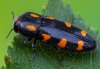 Ptosima undecimmaculata