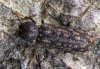 Lichenophanes varius