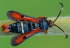 Pyropteron chrysidiforme