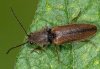 Athous bicolor